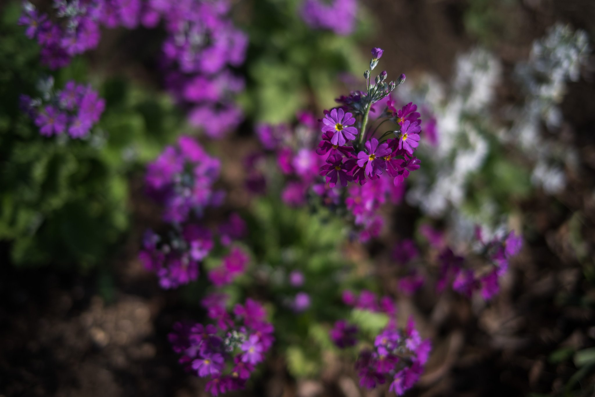 smc PENTAX-FA 31mm F1.8AL Limited