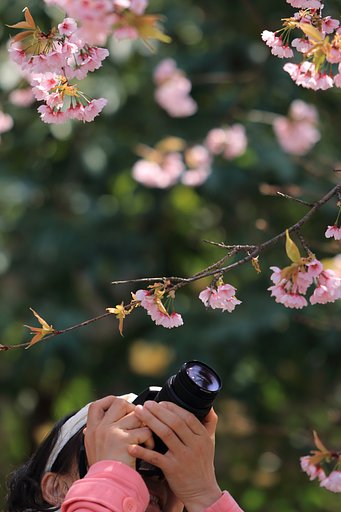 ４月のお題は【美の国】