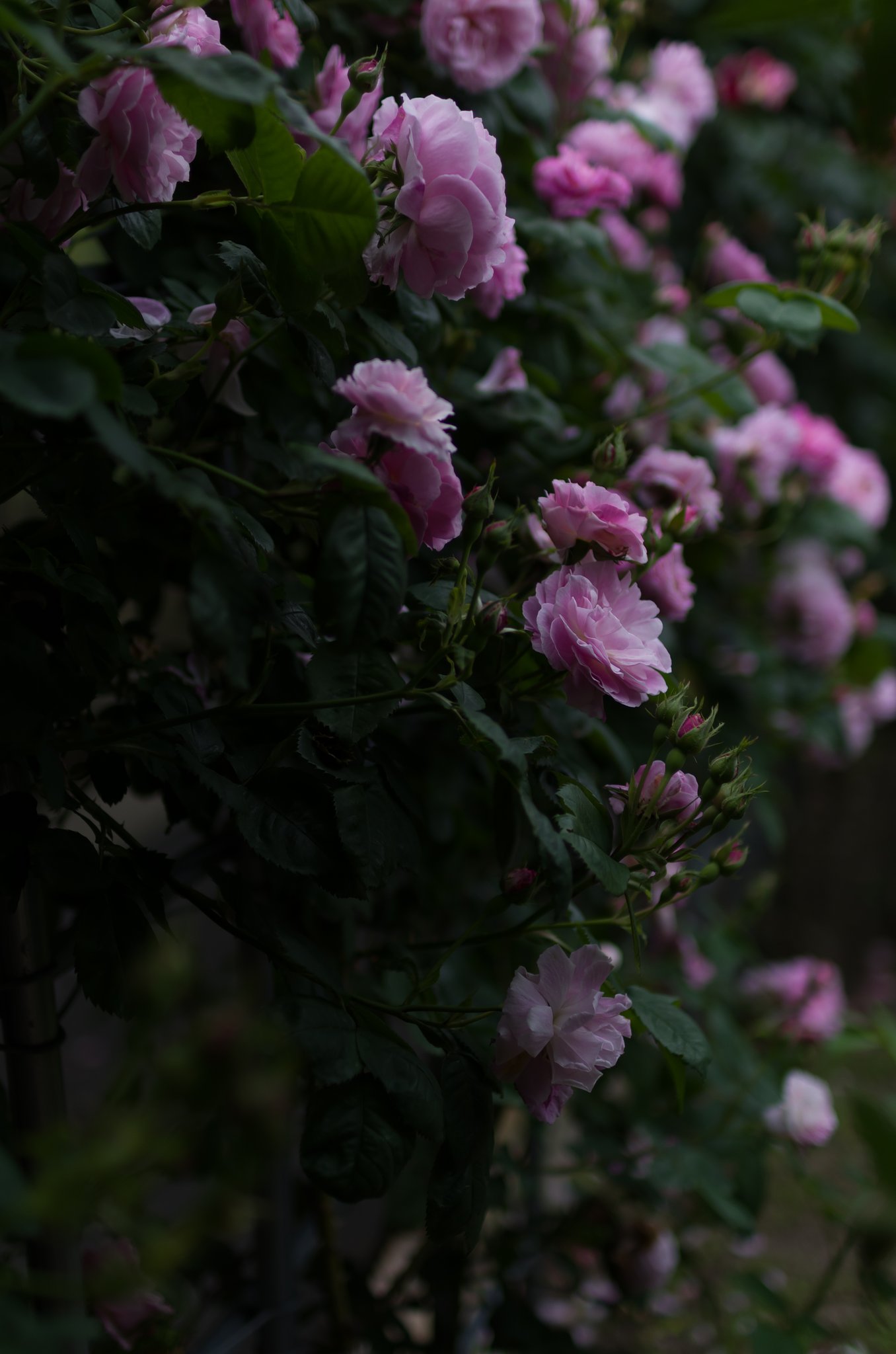 SIGMA 30mm F1.4 DC HSM