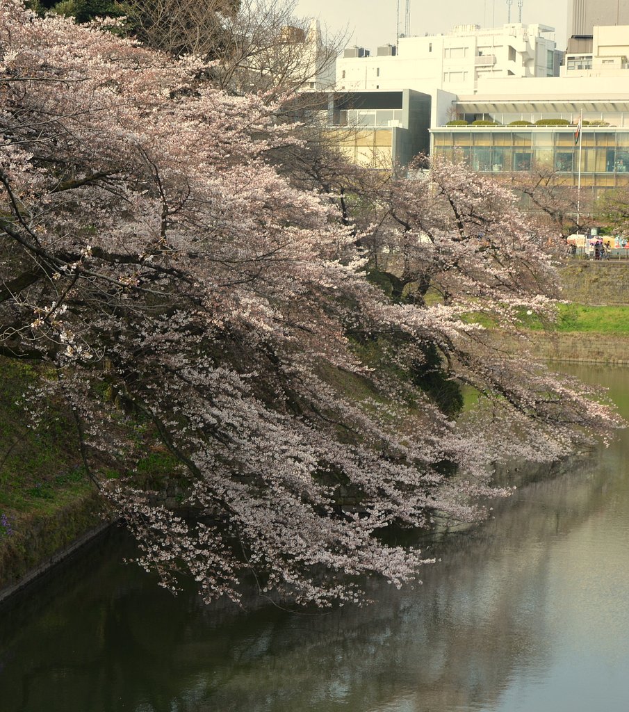 千鳥ヶ淵の桜