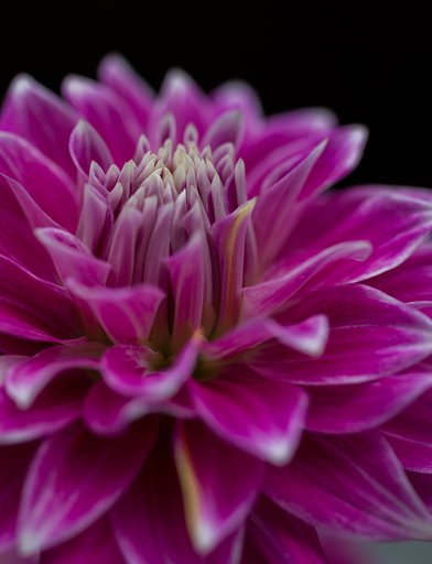 SIGMA MACRO 70mm F2.8