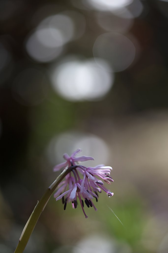 SP 90mm F/2.8 Di MACRO 1:1 VC USD（Model F017）