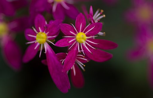 PENTAX-D FA MACRO 100mm F2.8
