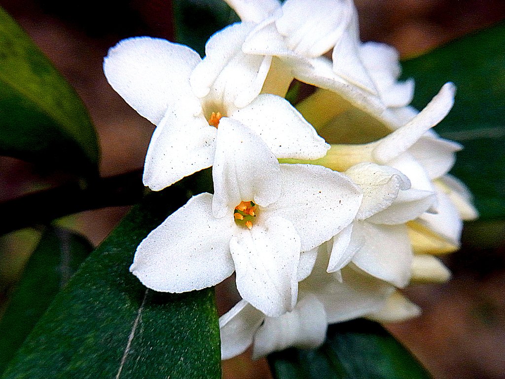 沈丁花に接写
