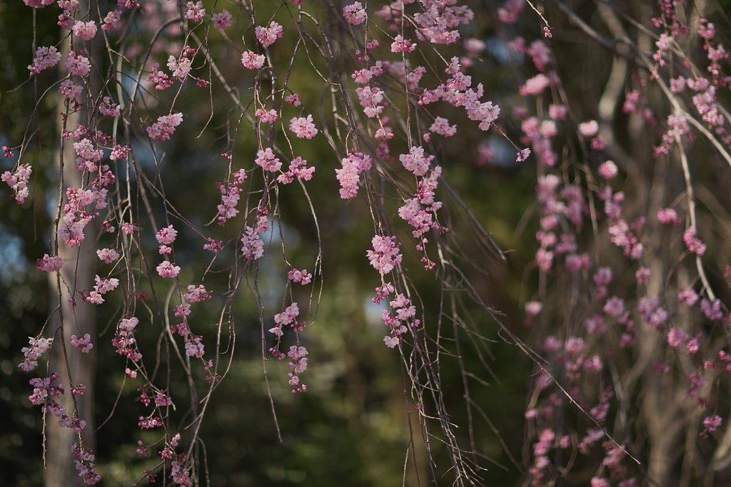 EF85 F1.2LⅡ