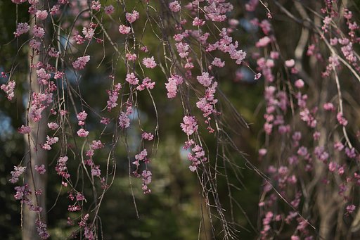 EF85 F1.2LⅡ
