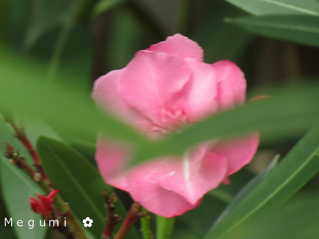 旅に行けば　綺麗な花にあたります