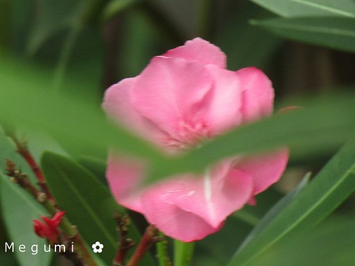 旅に行けば　綺麗な花にあたります