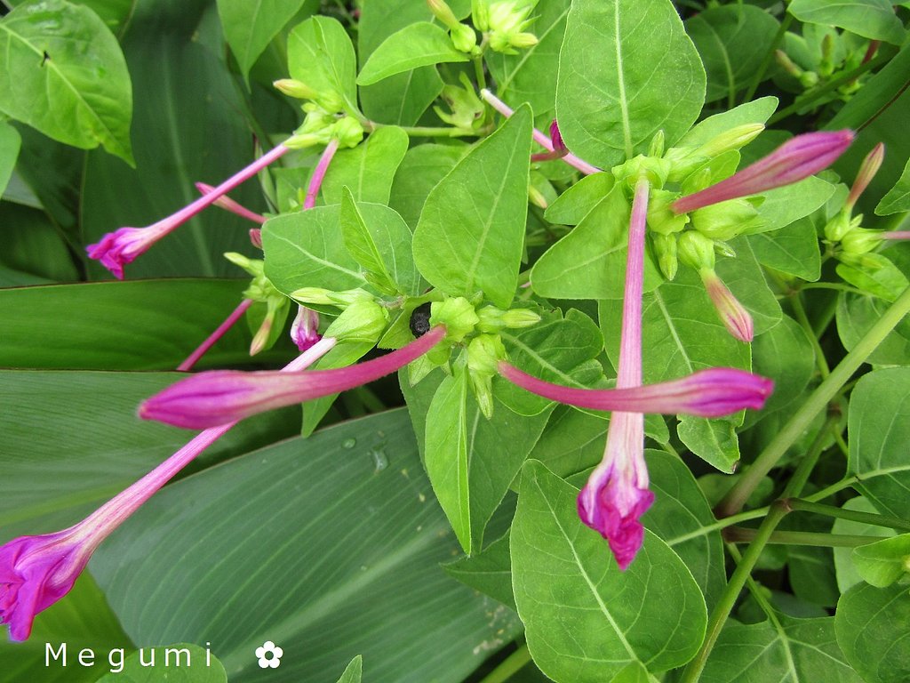 💠　花も蕾が一番可愛いいいです