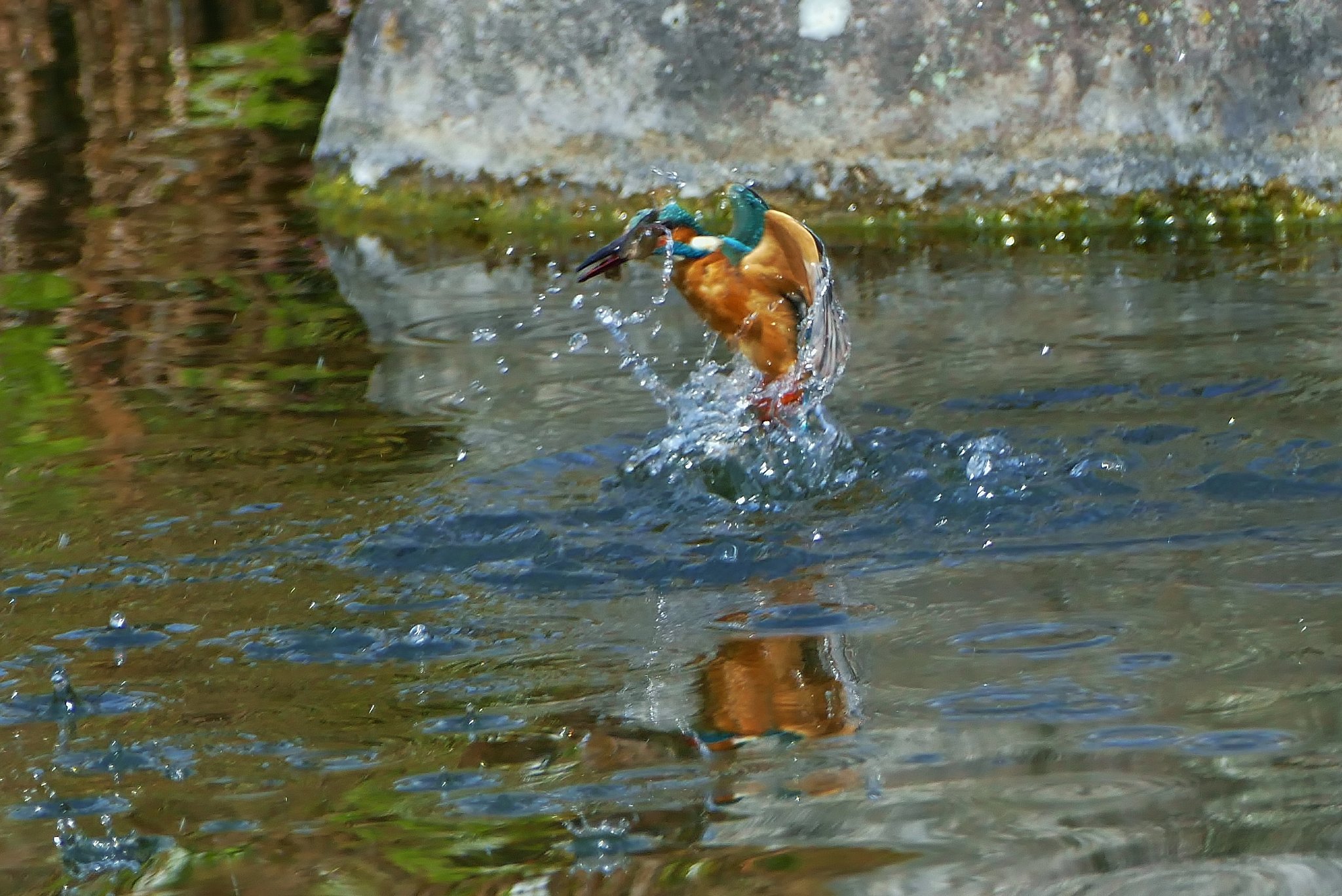 カワセミ