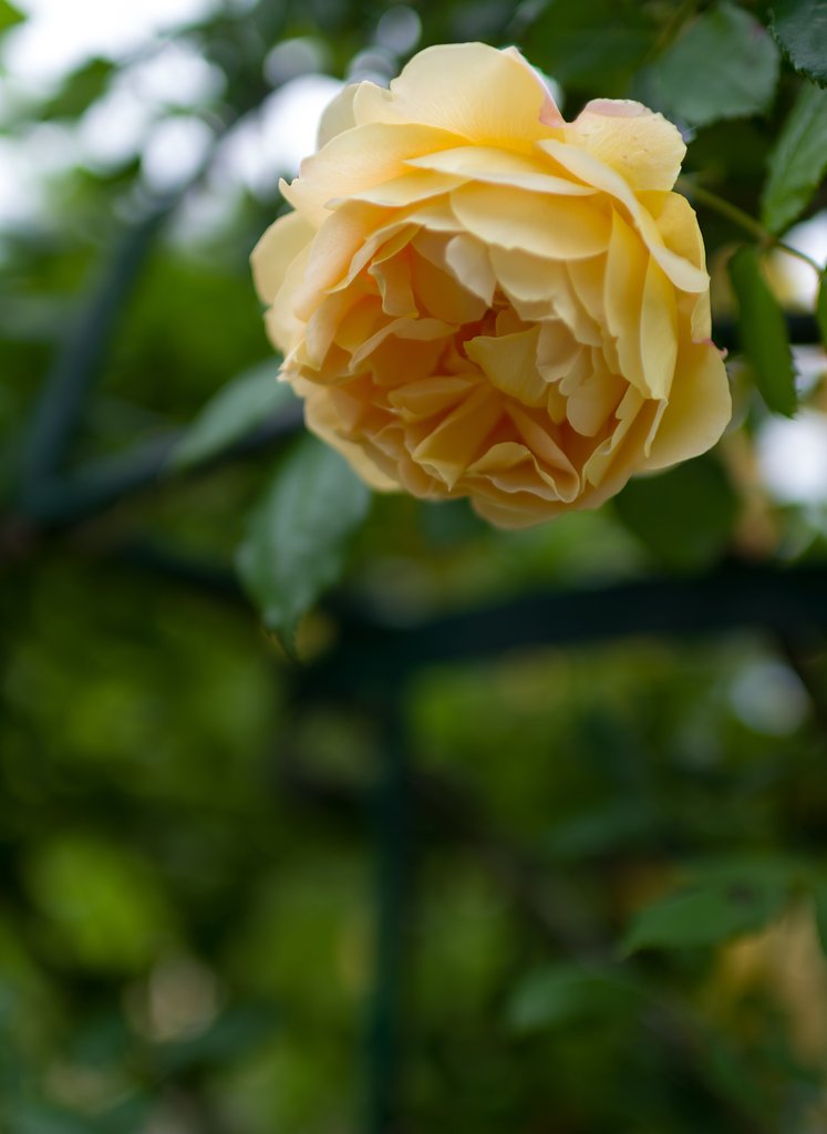 SIGMA 30mm F1.4 DC HSM