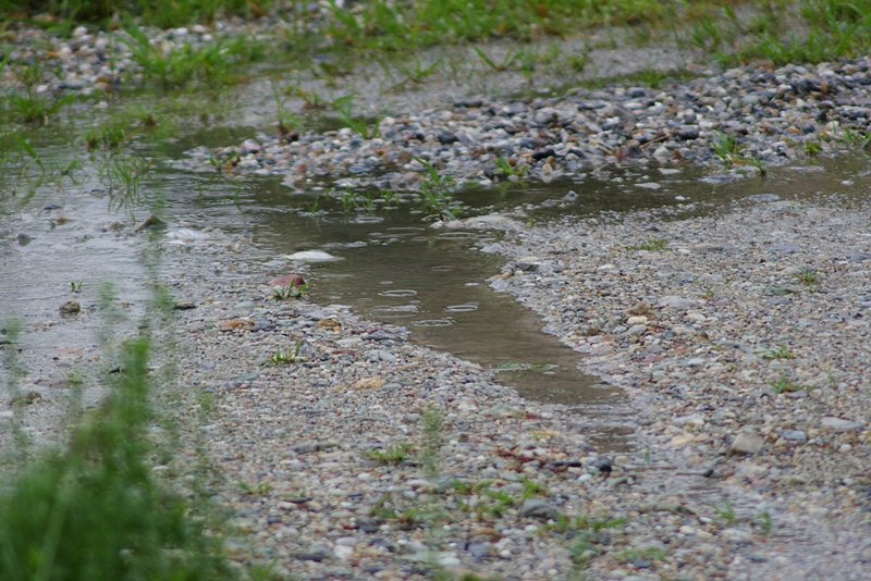 空き地の水溜り