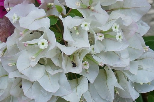 白花【命】ブーゲンビリア
