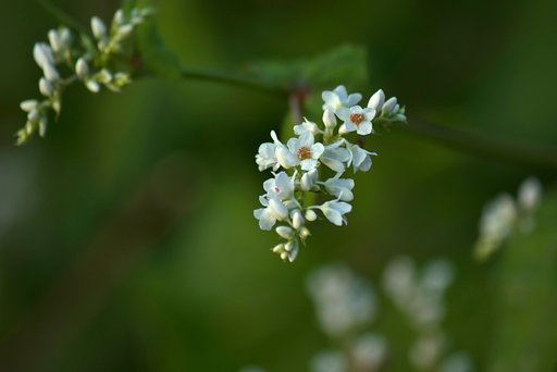 ソバ？の花アップ。