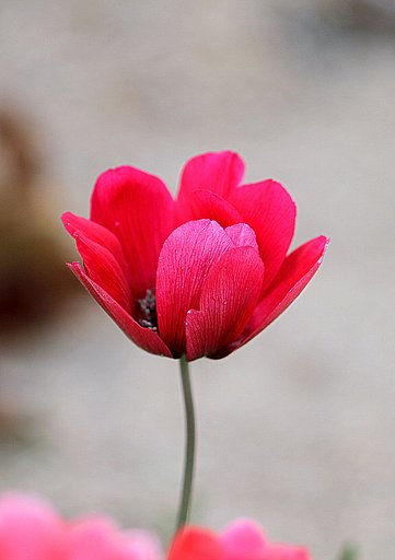 赤い花