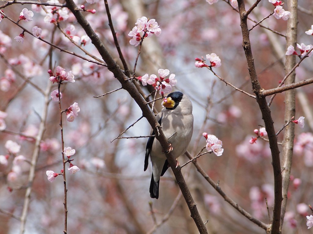 桜に親しむ