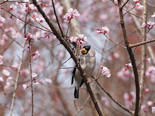 桜に親しむ
