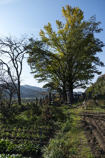 11月18日の写真
