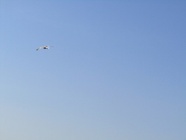 青空を滑空、、気分いいだろうな