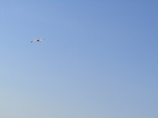 青空を滑空、、気分いいだろうな