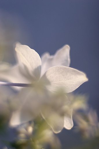 7月の御題です。　【淡】