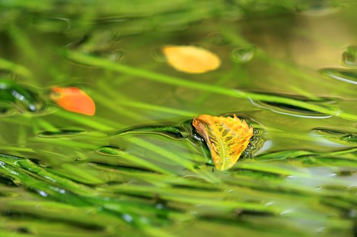 秋色の水模様