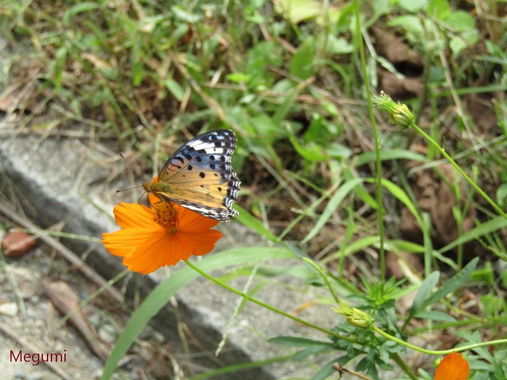 その２　羽根を畳んだ姿も見てください