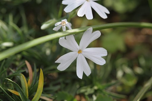 芝桜