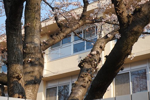 幹に咲く花