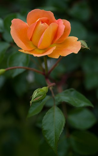 SIGMA MACRO 70mm F2.8