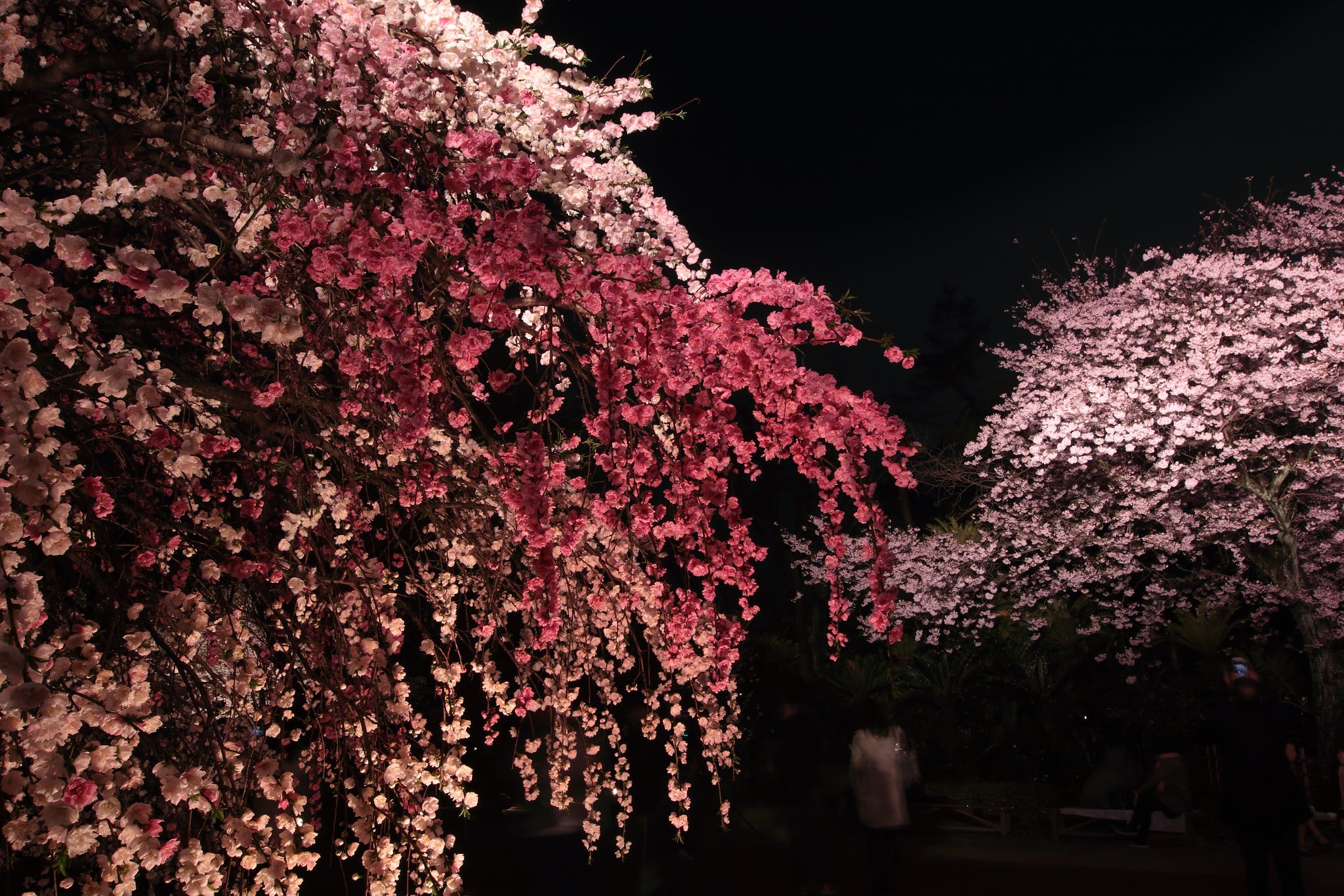 夜の競演