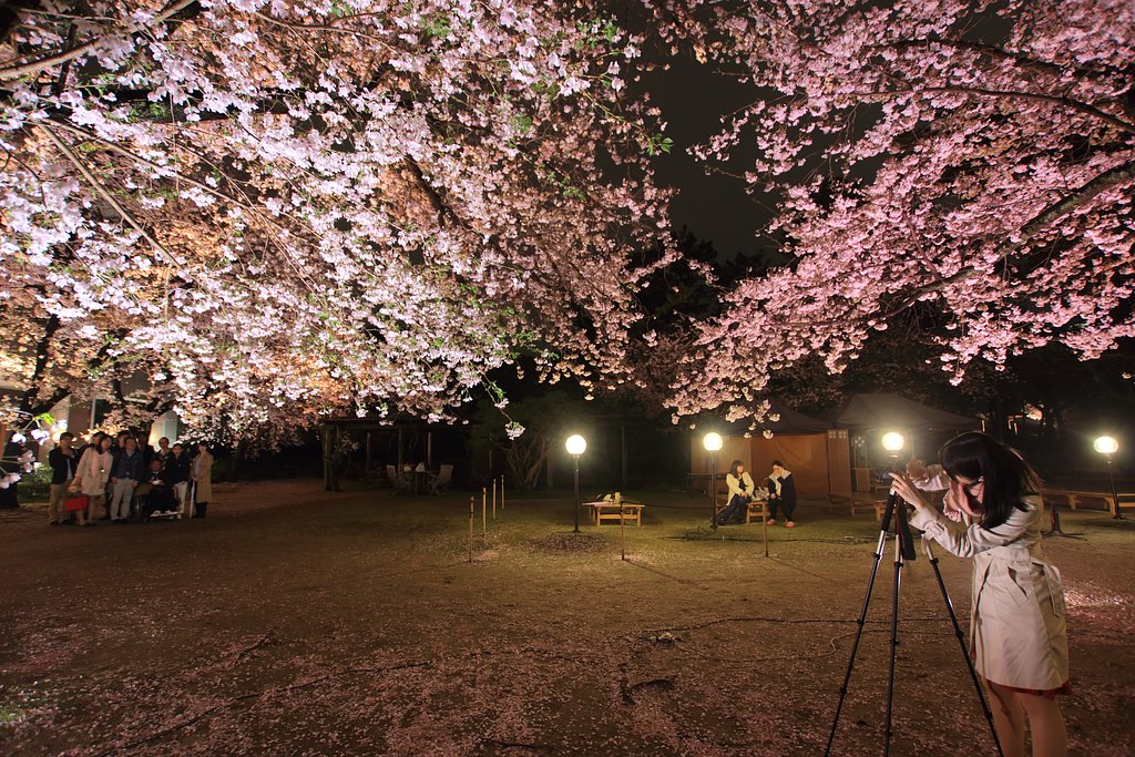 【美の国】桜天井の下で