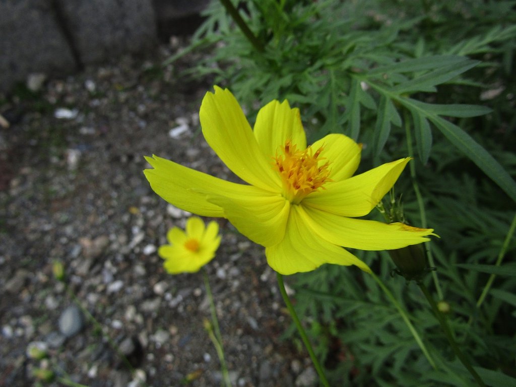 神社の花壇にひっそりと咲いていました