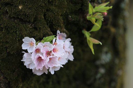 胴吹き桜