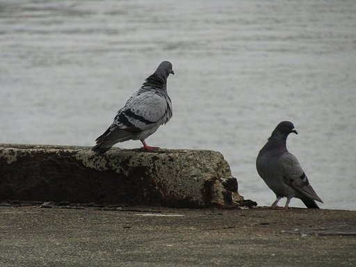 阿波の国貿易港より　鳩が飛来