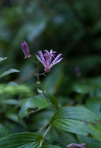 SIGMA 30mm F1.4 DC HSM