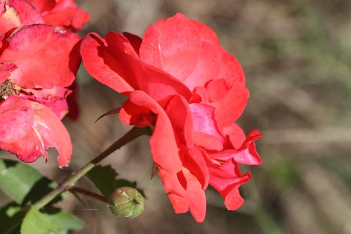 畑の薔薇