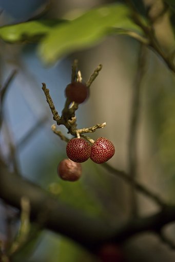 河川敷、芝生公園のグミ