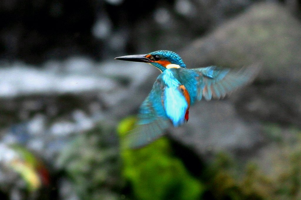 カワセミ