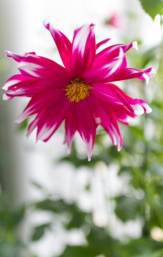 SIGMA 30mm F1.4 DC HSM