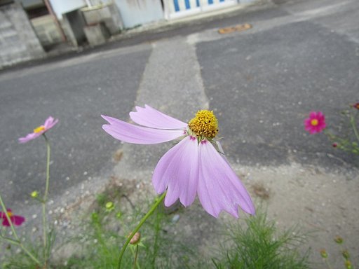 傾いてサクは秋桜かもしれません