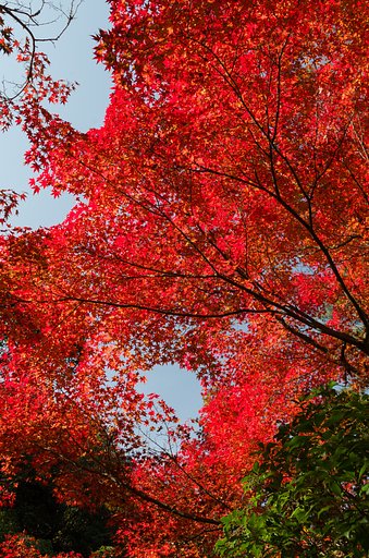 【色】埋め尽くす