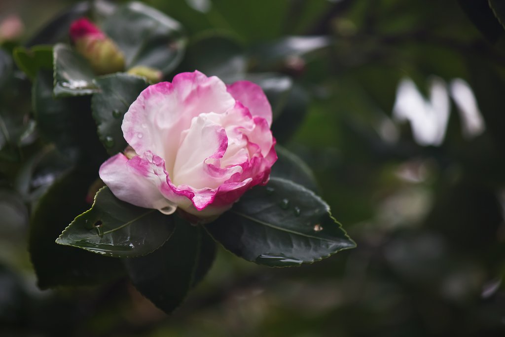 椿の花。