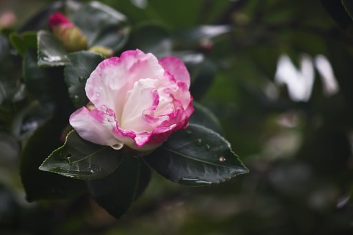 椿の花。