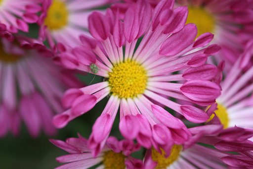 【色】ピンクの菊