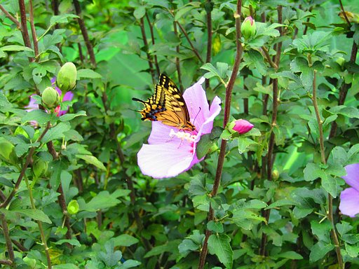 🌼命🌼　森の中蝶が忙しい秋なんです