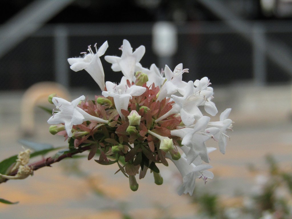 花壇の花を最高値までアップしてみました