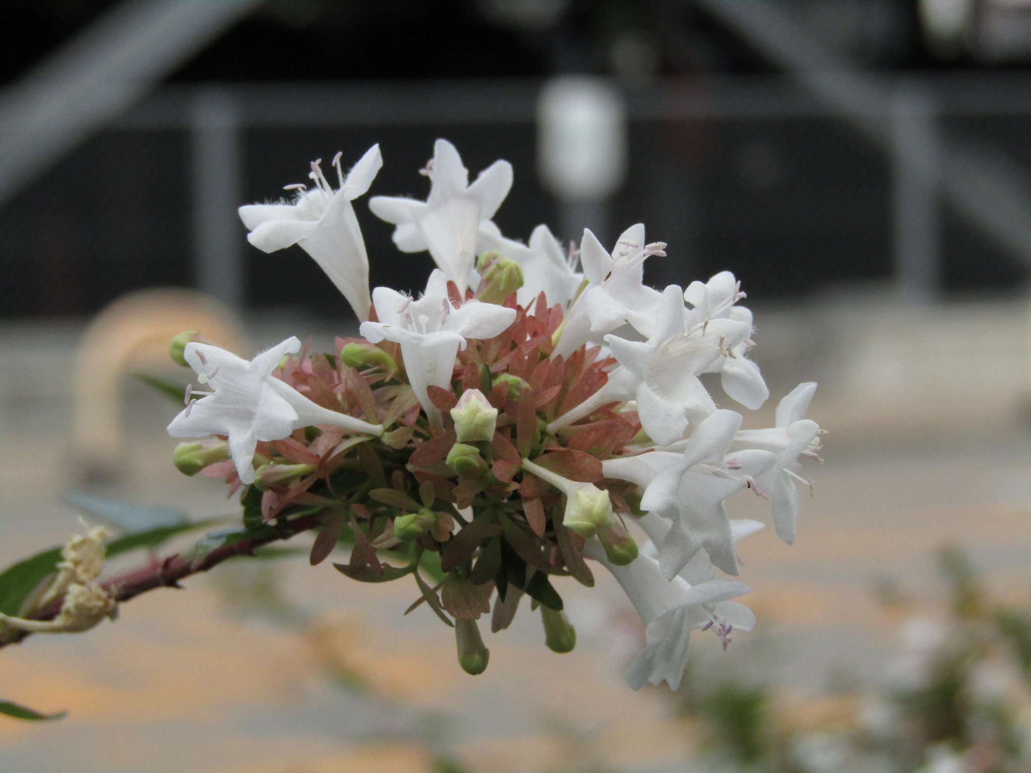 花壇の花を最高値までアップしてみました