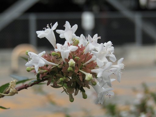 花壇の花を最高値までアップしてみました