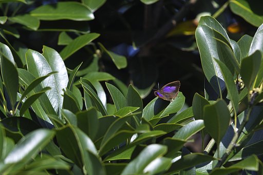 同種の♀